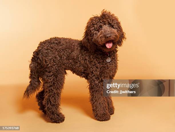 chocolate labradoodle photographed in studio - labradoodle stock pictures, royalty-free photos & images