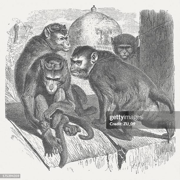 toque macaque (macaca sinica), wood engraving, published in 1875 - vervet monkey stock illustrations