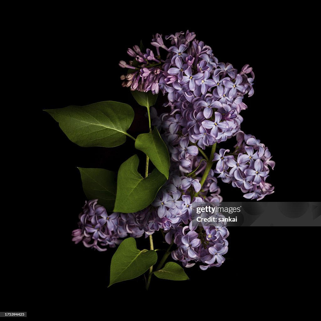 Lilac isoliert auf schwarzem Hintergrund