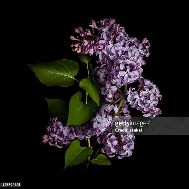 lilac isolated on black background - close up of flower bouquet stock pictures, royalty-free photos & images