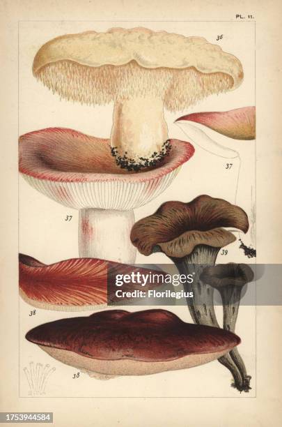 Wood hedgehog mushroom, Hydnum repandum 36, flirt mushroom, Russula vesca 37, beefsteak mushroom, Fistulina hepatica 38 and black chanterelle,...