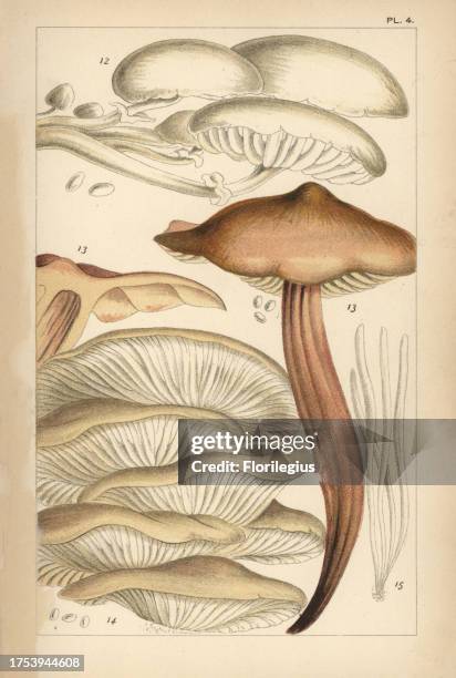 Porcelain mushroom, Oudemansiella mucida 12, spindleshank, Gymnopus fusipes 13, oyster mushroom, Pleurotus ostreatus 14 and fairy fingers, Clavaria...