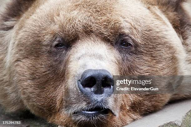 sleepy brown bear close-up - animal nose stock pictures, royalty-free photos & images