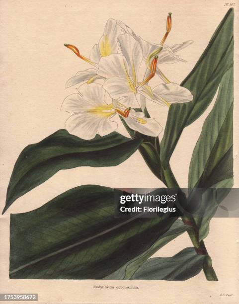 White and yellow gingerlily flower on the diagonal with dynamic, verdant foliage. Hedychium corornarium. 'This elegant plant is a native of various...