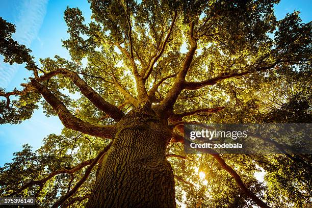 großen grünen baum im frühling - tree trunk stock-fotos und bilder