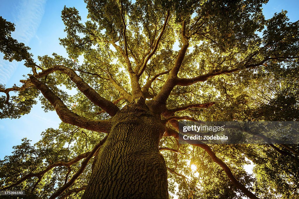 Tall Green Tree in Spring