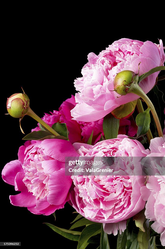 Pink peonies in bouquet on black.