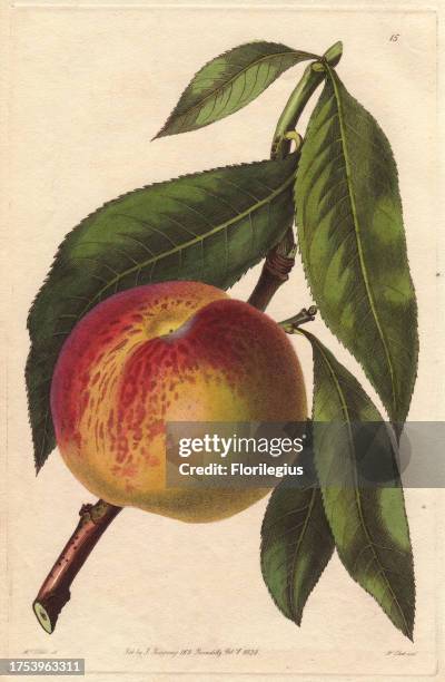 Malta peach, Prunus persica, variety of melting peach. Handcoloured copperplate engraving by William Clark from a botanical illustration by Augusta...