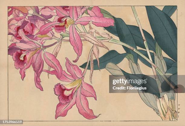 Laelia speciosa, Mayflower orchid. Handcoloured woodblock print from Konan Tanigami's 'Seiyou Sokazufu' , Unsodo, Kyoto, 1917. Tanigami depicted 125...