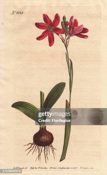 Rose-coloured ixia, a beautiful pink flower of the lily family from South Africa, shown with bulb and leaves at left. Ixia latifolia Handcolored...