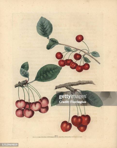 Cherry varieties, Prunus avium: Early May, Adam's Crown and Red-Heart. Handcoloured stipple engraving of an illustration by George Brookshaw from his...