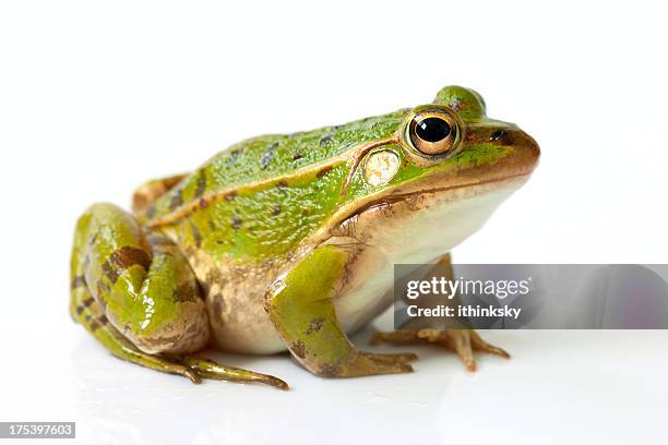 frog - frog stock pictures, royalty-free photos & images