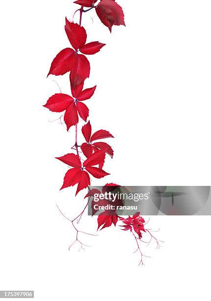 rojo wild vine - tendril fotografías e imágenes de stock