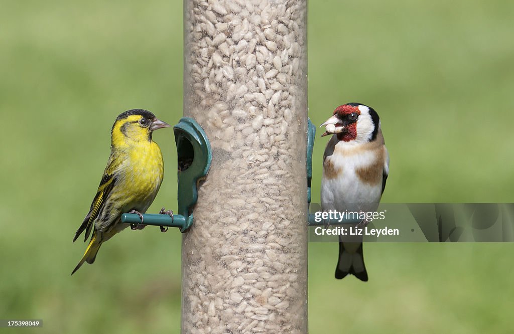 Mâle Tarin des pins et de graines Goldfinch sur feeder