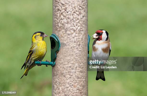 male siskin and goldfinch on seed feeder - bird feeder stockfoto's en -beelden