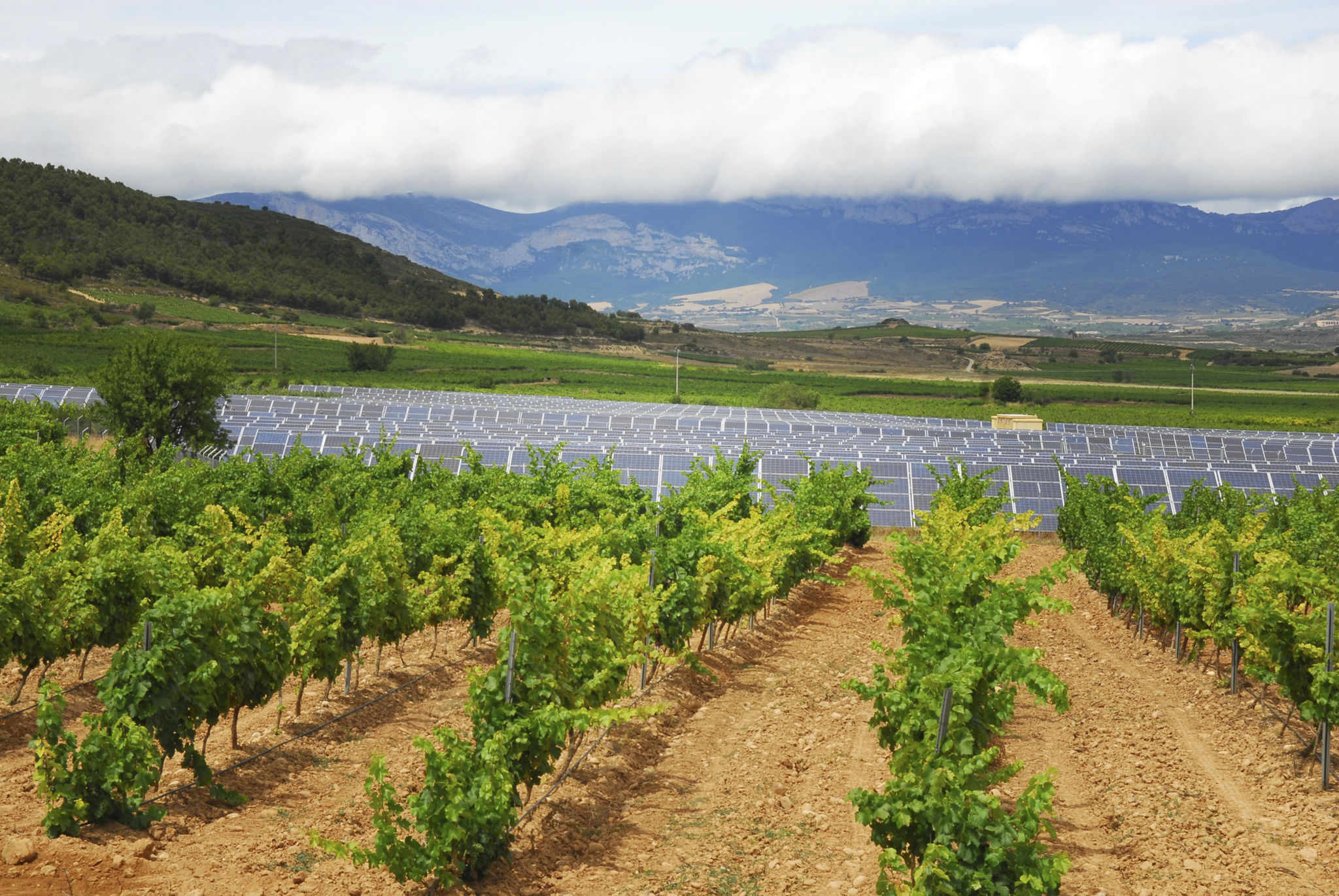 winery solar panels