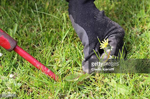 dandelion removal - uncultivated stock pictures, royalty-free photos & images