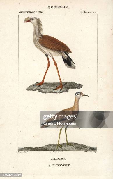 Red-legged seriema, Cariama cristata, and cream-coloured courser, Cursorius cursor. Handcoloured copperplate stipple engraving by Madame Massard...