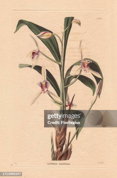 Cymbidium lancifolium White bamboo-leaf orchid Conrad Loddiges and Sons published an illustrated catalogue of the nursery's plants entitled the...