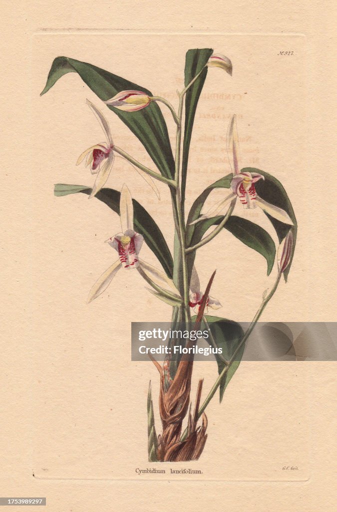Cymbidium lancifolium White bamboo-leaf orchid