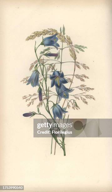 Harebell, Campanula rotundifolia, and grass varieties, Gramen. Handcoloured botanical illustration drawn and engraved by William Clark from Rebecca...