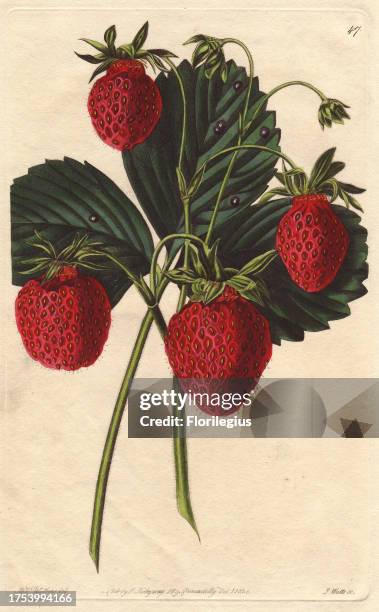 Old Pine or Carolina strawberry, Fragaria x ananassa. Handcoloured copperplate engraving by S. Watts from a botanical illustration by Augusta Withers...