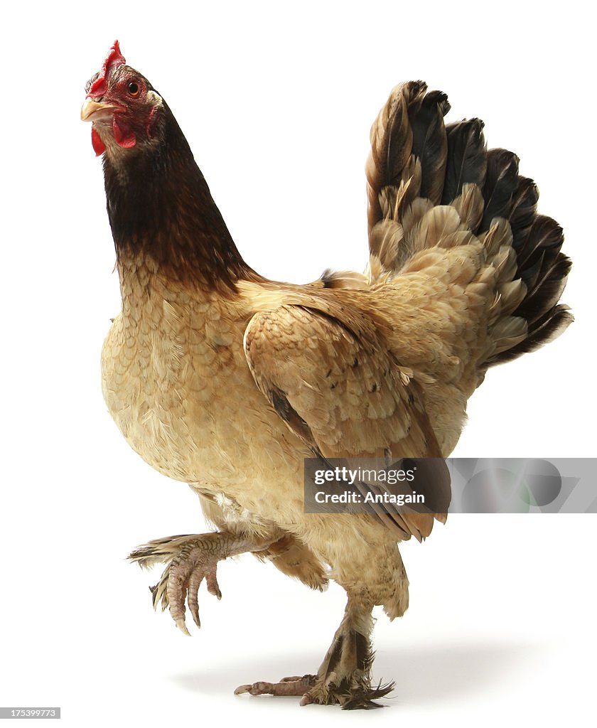 Hen