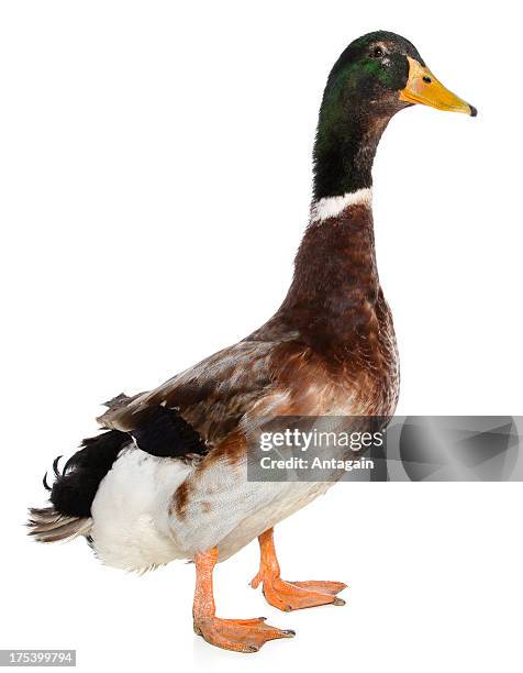 duck - woerd stockfoto's en -beelden