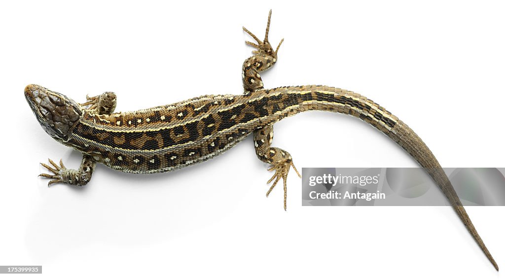 Lizard High-Res Stock Photo - Getty Images