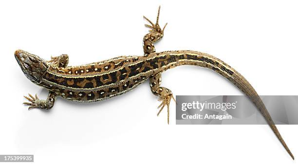 lizard - sauria stock pictures, royalty-free photos & images