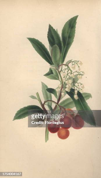 Strawberry tree with flowers and fruit, Arbutus unedo. Handcoloured botanical illustration drawn from nature by Mrs. Rebecca Hey from her own 'Spirit...