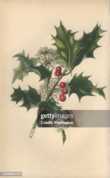 Holly with flowers and berries, Ilex aquifolium. Handcoloured botanical illustration drawn from nature by Mrs. Rebecca Hey from her own 'Spirit of...