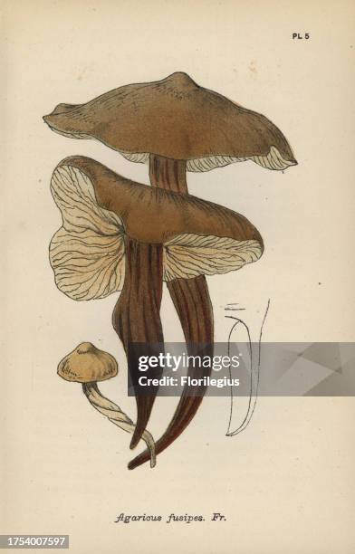 Spindle stem, Agaricus fusipes. Chromolithograph of an illustration by Mordecai Cubitt Cooke from 'A Plain and Easy Account of British Fungi,' Robert...