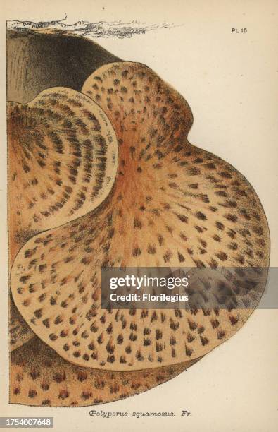 Scaly polypore, Polyporus squamosus. Chromolithograph of an illustration by Mordecai Cubitt Cooke from 'A Plain and Easy Account of British Fungi,'...