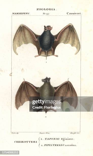 Egyptian tomb bat, Taphozous perforatus, and serotine bat, Eptesicus serotinus. Handcoloured copperplate stipple engraving from Antoine Jussieu's...