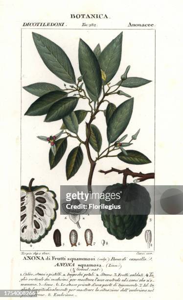 Sugar apple, Annona squamosa. Handcoloured copperplate stipple engraving from Antoine Jussieu's 'Dictionary of Natural Science,' Florence, Italy,...