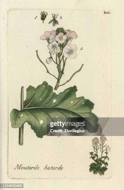 White wall rocket, Diplotaxis erucoides. Handcoloured botanical drawn and engraved by Pierre Bulliard from his own 'Flora Parisiensis,' 1776, Paris,...