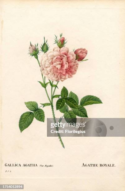 Agathe Royale rose, Rosa gallica variety. Handcoloured stipple copperplate engraving from Pierre Joseph Redoute's 'Les Roses,' Paris, 1828. Redoute...