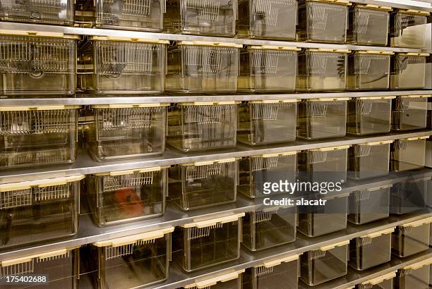 rat cages for animal research - animal cruelty stock pictures, royalty-free photos & images