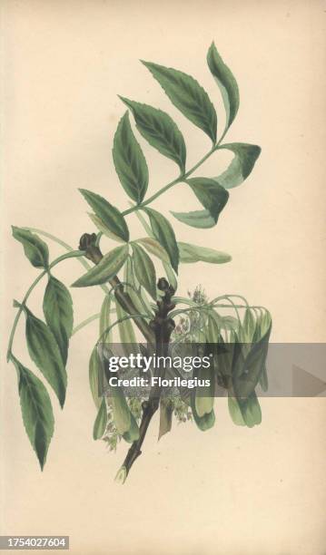Ash tree, Fraxinus excelsior. Handcoloured botanical illustration drawn from nature by Mrs. Rebecca Hey from her own 'Spirit of the Woods,' London,...