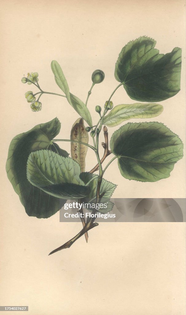 Lime tree from Rebecca Hey's 'Spirit of the Woods,' London, 1837
