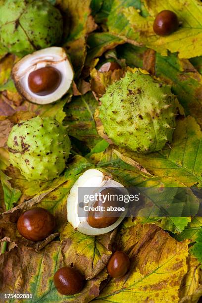 castanha para brincar e folhas de castanha - picture of a buckeye tree - fotografias e filmes do acervo