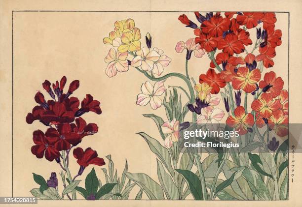 Wallflower, Erysimum, Cheiranthus cheiri. Handcoloured woodblock print from Konan Tanigami's 'Seiyou Sokazufu' , Unsodo, Kyoto, 1917. Tanigami...