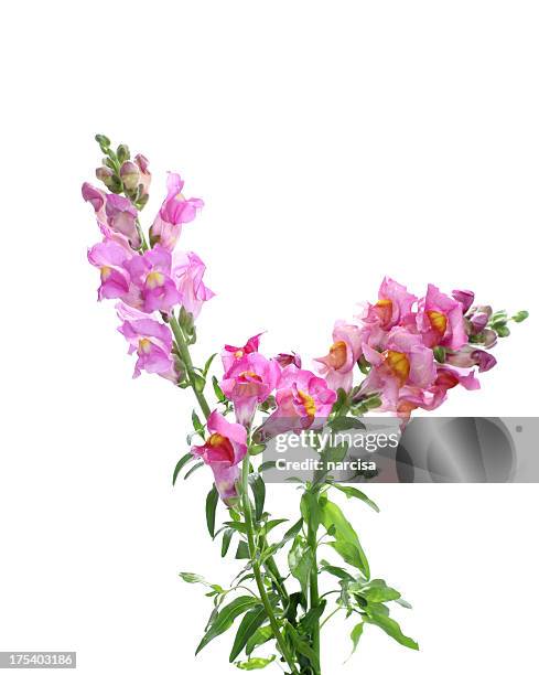 pink snapdragon flowers isolated on white - snapdragon stock pictures, royalty-free photos & images