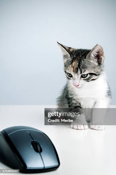 Animal Mouse Using Computer 7,681 Computer And Animal Mouse Stock Photos, High-Res Pictures, and ...