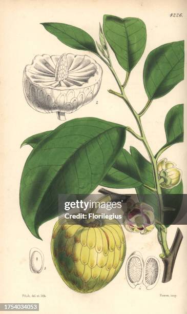 Water or alligator-apple tree, Annona palustris. Hand-coloured botanical illustration drawn and lithographed by Walter Hood Fitch for Sir William...