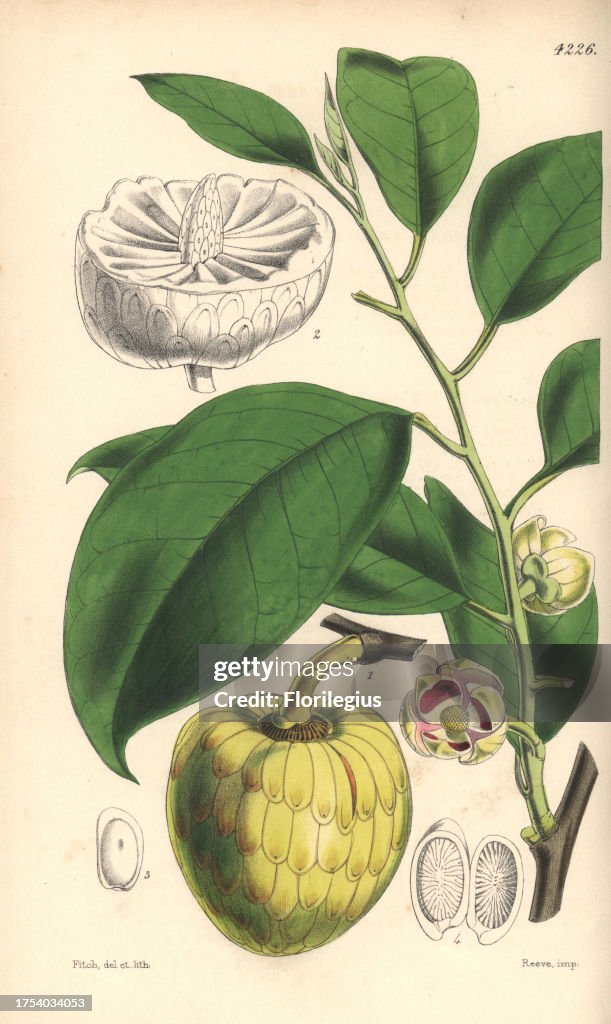 Water or alligator-apple tree, Annona palustris