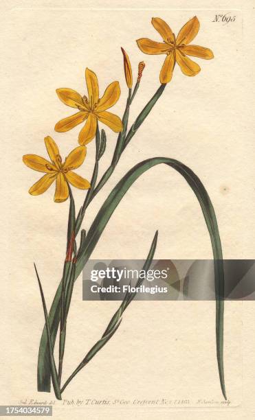 Flexuose moraea with bright yellow flowers. A native of the Cape. Moraea flexuosa Handcolored copperplate engraving from a botanical illustration by...