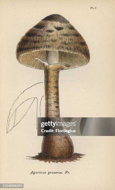 Parasol mushroom, Agaricus procerus. Chromolithograph of an illustration by Mordecai Cubitt Cooke from 'A Plain and Easy Account of British Fungi,'...