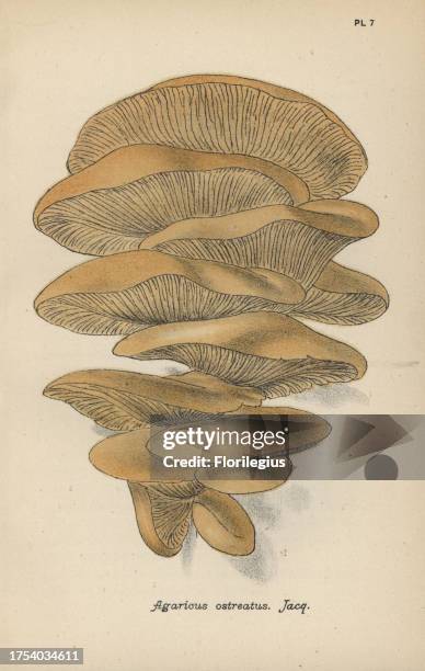 Oyster mushroom, Agaricus ostreatus. Chromolithograph of an illustration by Mordecai Cubitt Cooke from 'A Plain and Easy Account of British Fungi,'...